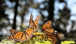 1975蝴蝶在线观看,穿越时空的奇幻之旅